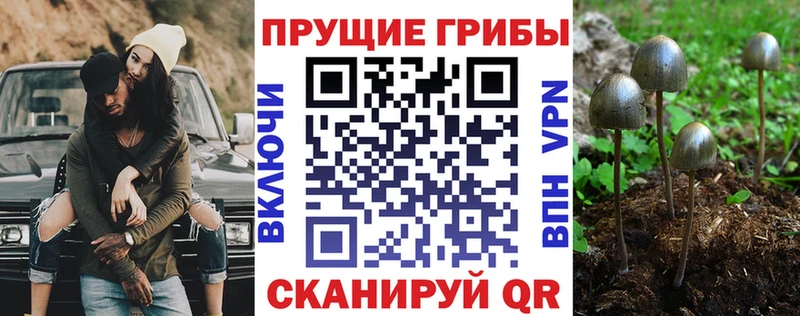 Галлюциногенные грибы прущие грибы  Ессентукская 